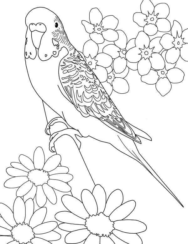 Beautiful Parakeet And Flower Coloring Page Bird Coloring Pages Flower Coloring Pages Animal Coloring Pages