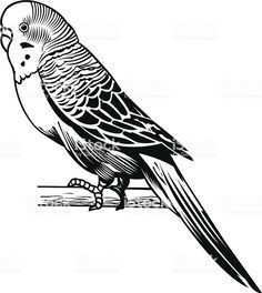 Parakeet Domestic Bird Graphic Vector Illustration Of A Parakeet In 2020 Dieren Vogels Tekenen Dieren Tekenen