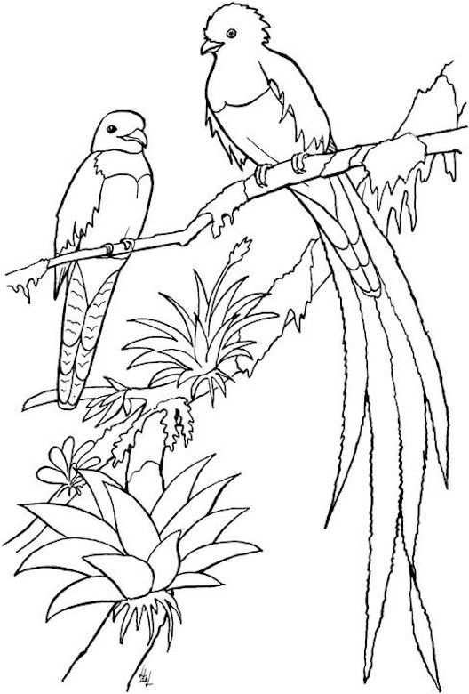 Bird Coloring Page Bird Coloring Pages Coloring Pages Animal Coloring Pages