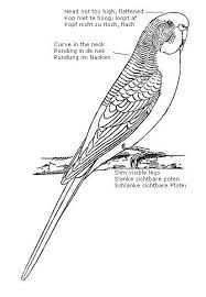Afbeeldingsresultaat Voor Parkiet Tekening Parkiet Dieren Tekenen