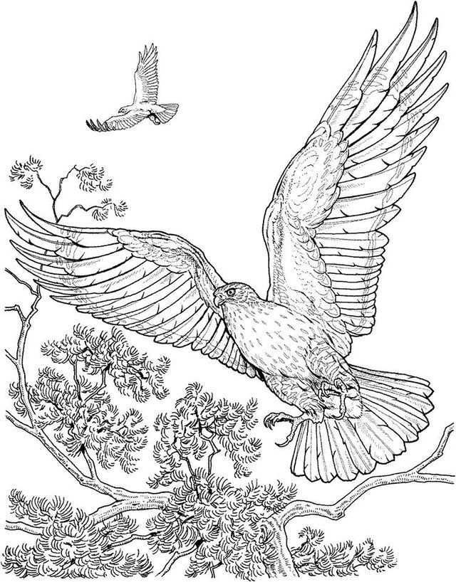 Pin By Demi Kraan On Kubv Bird Coloring Pages Horse Coloring Pages Coloring Pages