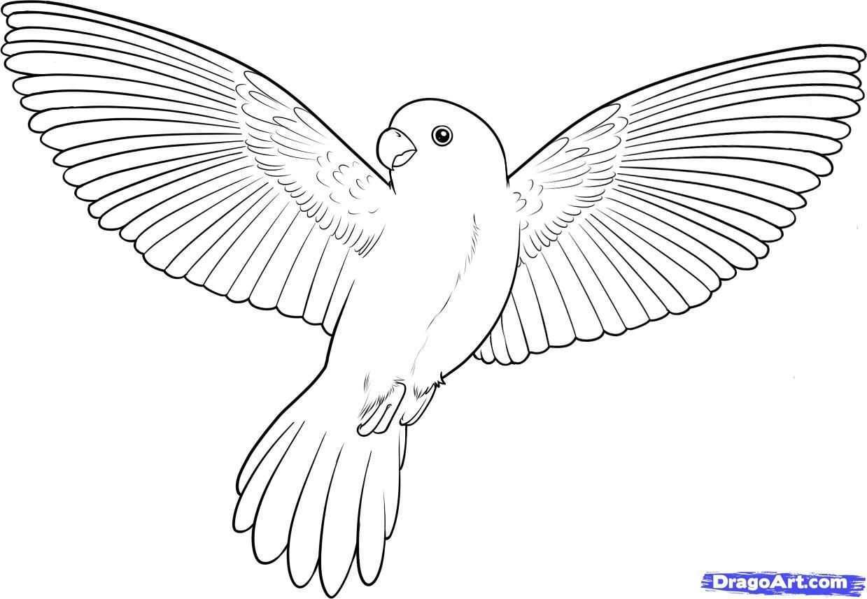 Bird Coloring Pages Bird Coloring Pages How To Draw A Flying At Page Wuming In 2020 V