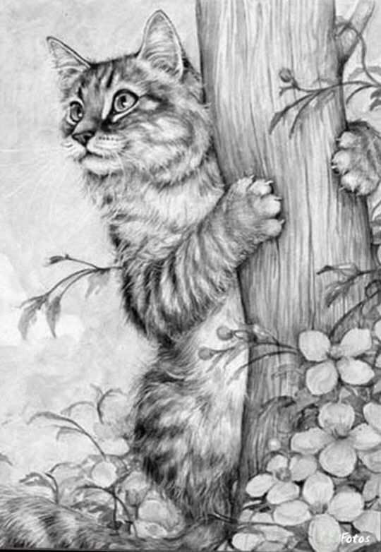 Pin Van Nancy Brown Op Cats And Dogs Katten Tekening Kleurpotloodtekeningen Dieren Kl