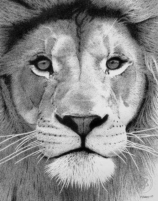 Lion 02 Dieren Kunst Potloodtekeningen Leeuwen