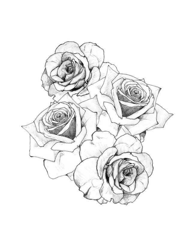 1000drawings By Kate Smith Rose Tattoo Design Rose Tattoos Tattoos