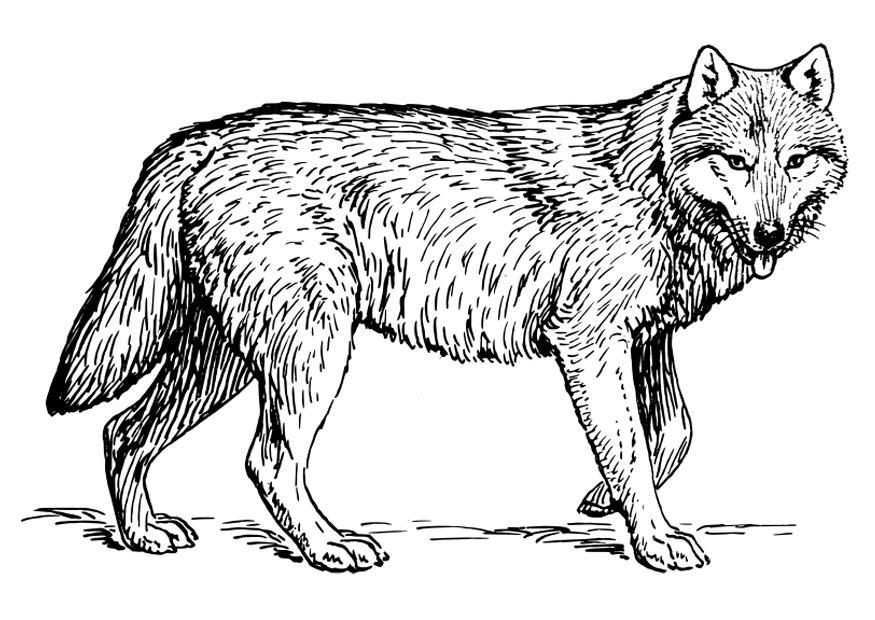 Resultado De Imagen Para Dibujos Dieren Kleurplaten Wolf Schets Kleurplaten