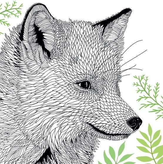 Rode Vos Animal Portraits Illustration Fox Coloring Page Animal Coloring Pages