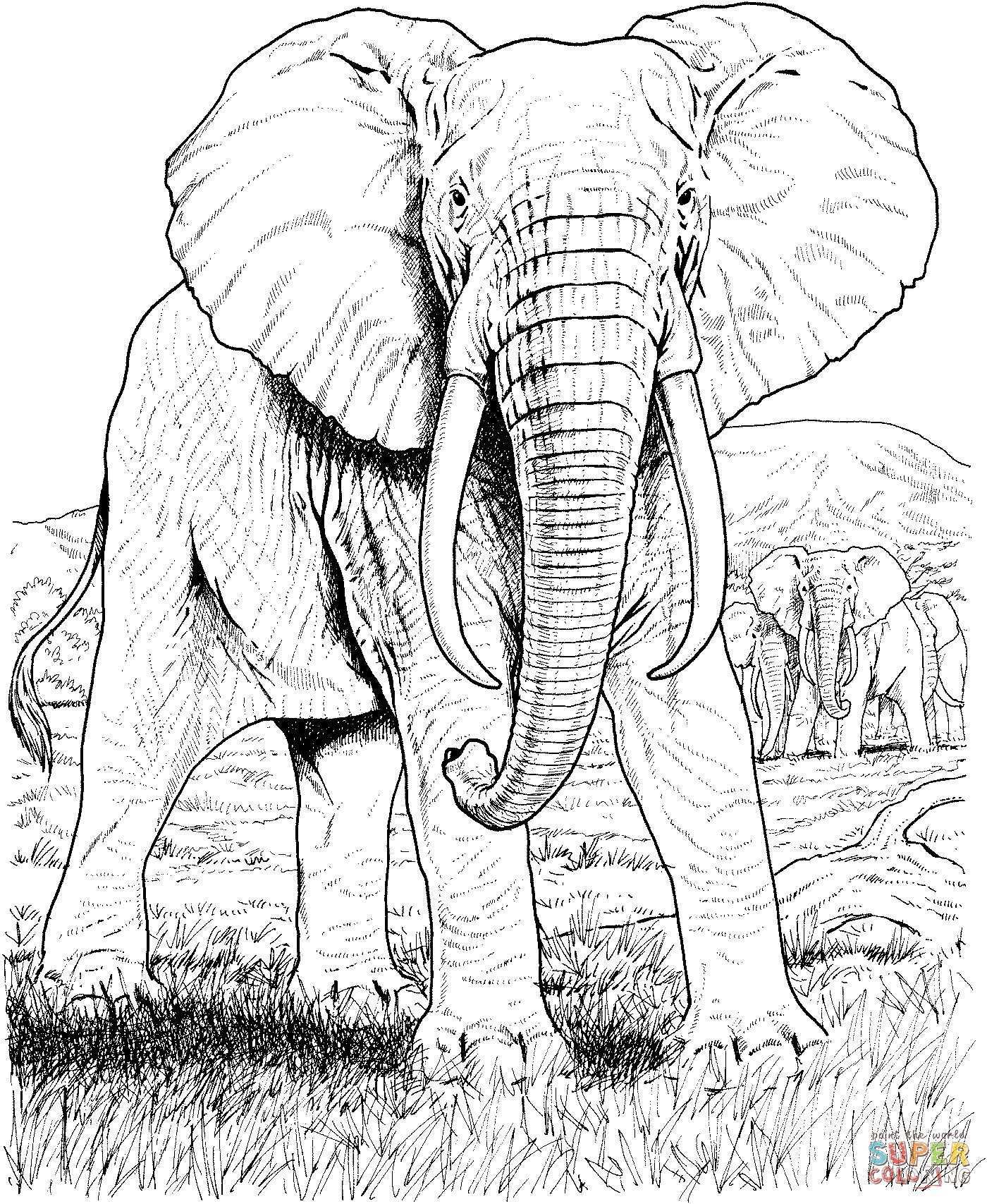 Pin By Pk Van Pommeren On Elephants Elephant Coloring Page Elephant Drawing Animal Co