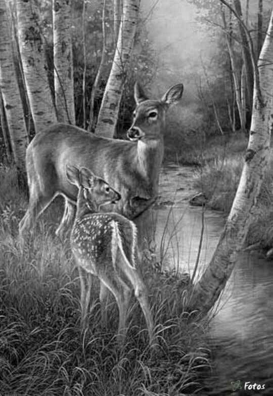 Pin By Hunnie Heinz On Animals Kleurplaten Wildlife Paintings Animal Paintings Deer A