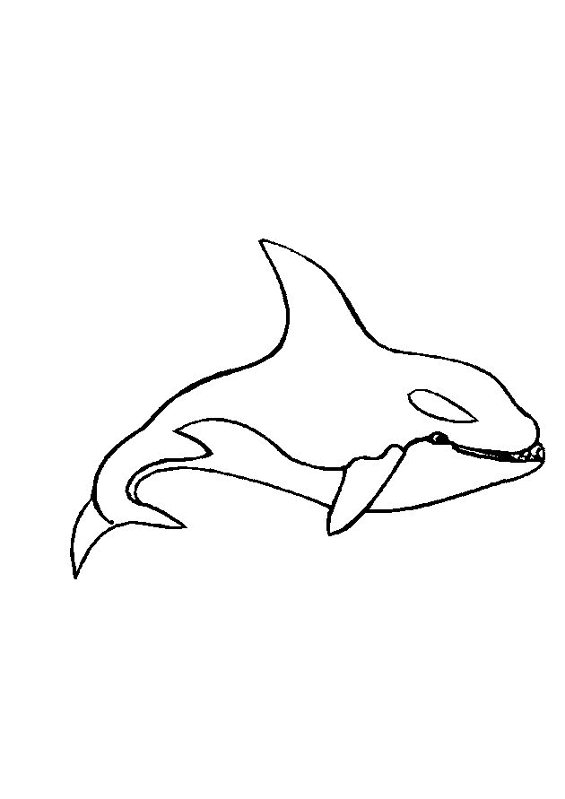Orca Kleurplaat Kleurplaten Zeedieren