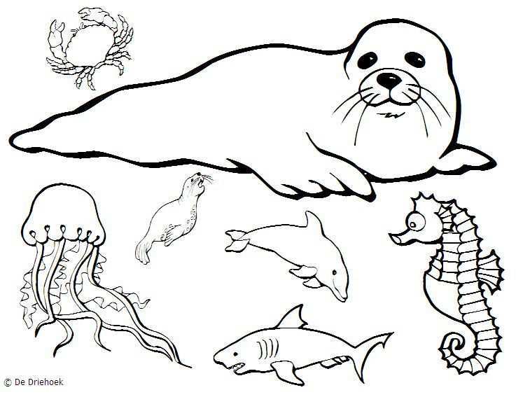 Zeedieren Tekenen Google Zoeken Zeedieren Tekenen Doodles