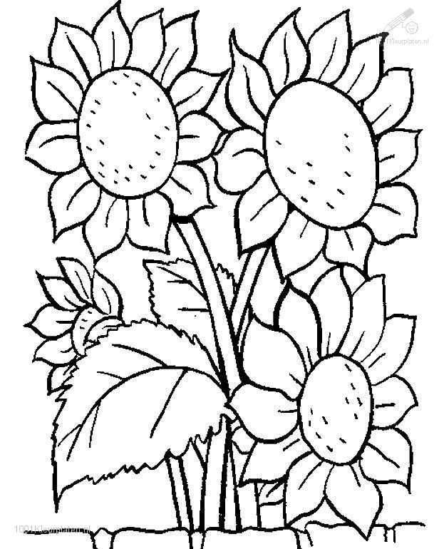 Sunflowers Kleurplaten Voor Volwassenen Dingen Om Te Tekenen Bloemen Tekenen