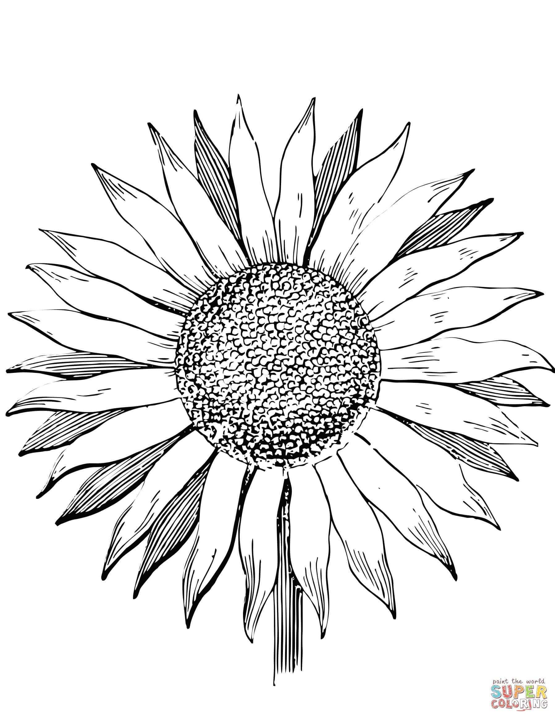 Sunflower Coloring Page Free Printable Coloring Pages Patroon Tekening Zonnebloemen Z