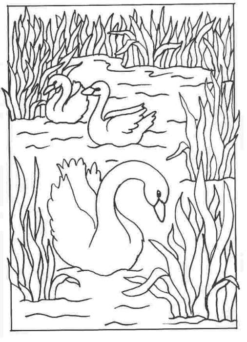 Coloring Page Swans Swans Bird Coloring Pages Coloring Pages Animal Coloring Pages