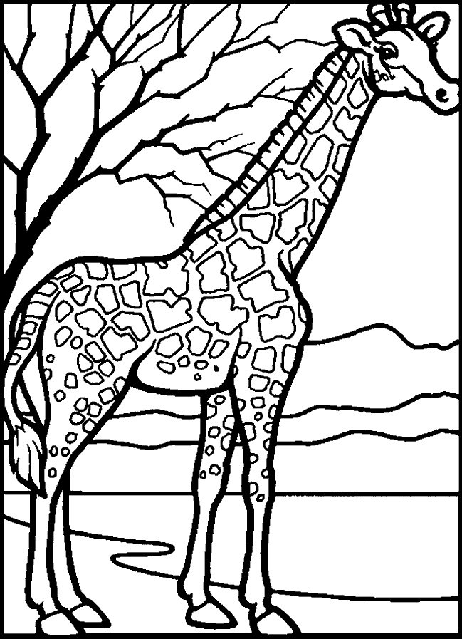 Kleuterdigitaal Kp Giraffe 02 Dieren Kleurplaten Kleurplaten Dierentuindieren