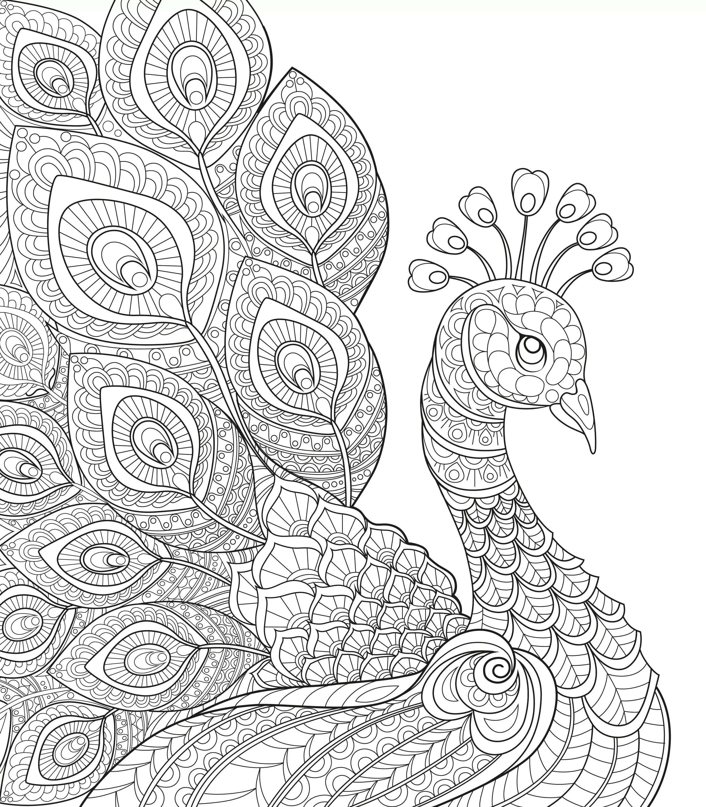Displaying Peacock Coloring Page Jpg Mandala Kleurplaten Dieren Kleurplaten Boek Blad
