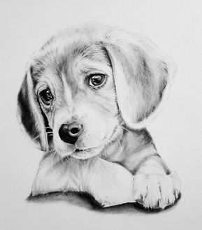 Custom Charcoal Portrait 8x10 In Drawing Commissioned Pet Portrait Drawn From Julia H
