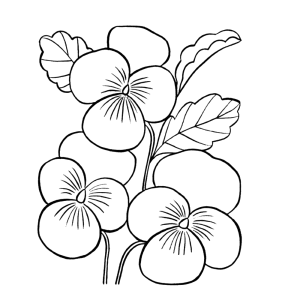 Viooltje Tekening Google Zoeken Bloem Kleurplaten Gratis Kleurplaten Bloemen Tekenen