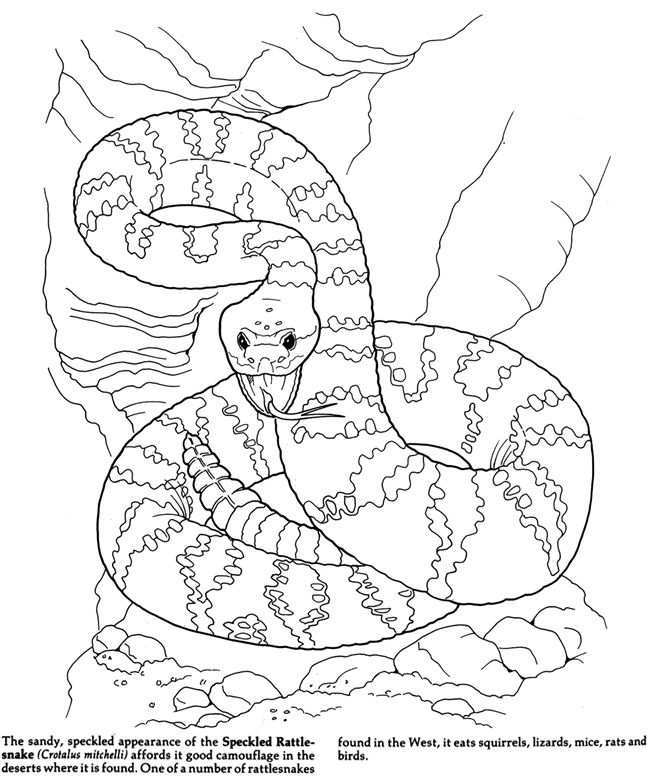 Animals Of The Forest Wetlands And Desert Dover Publications Snake Coloring Pages Ani