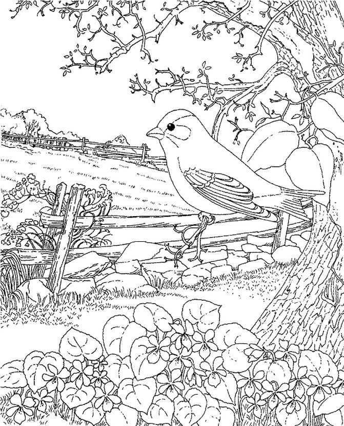 Pin On Bird Coloring Pages