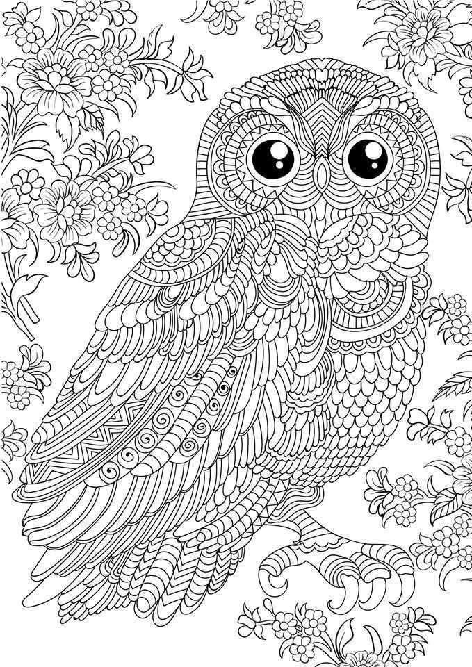 1928841 10156534814880045 8464913795688162808 N Jpg 679 960 Pixels Owl Coloring Pages