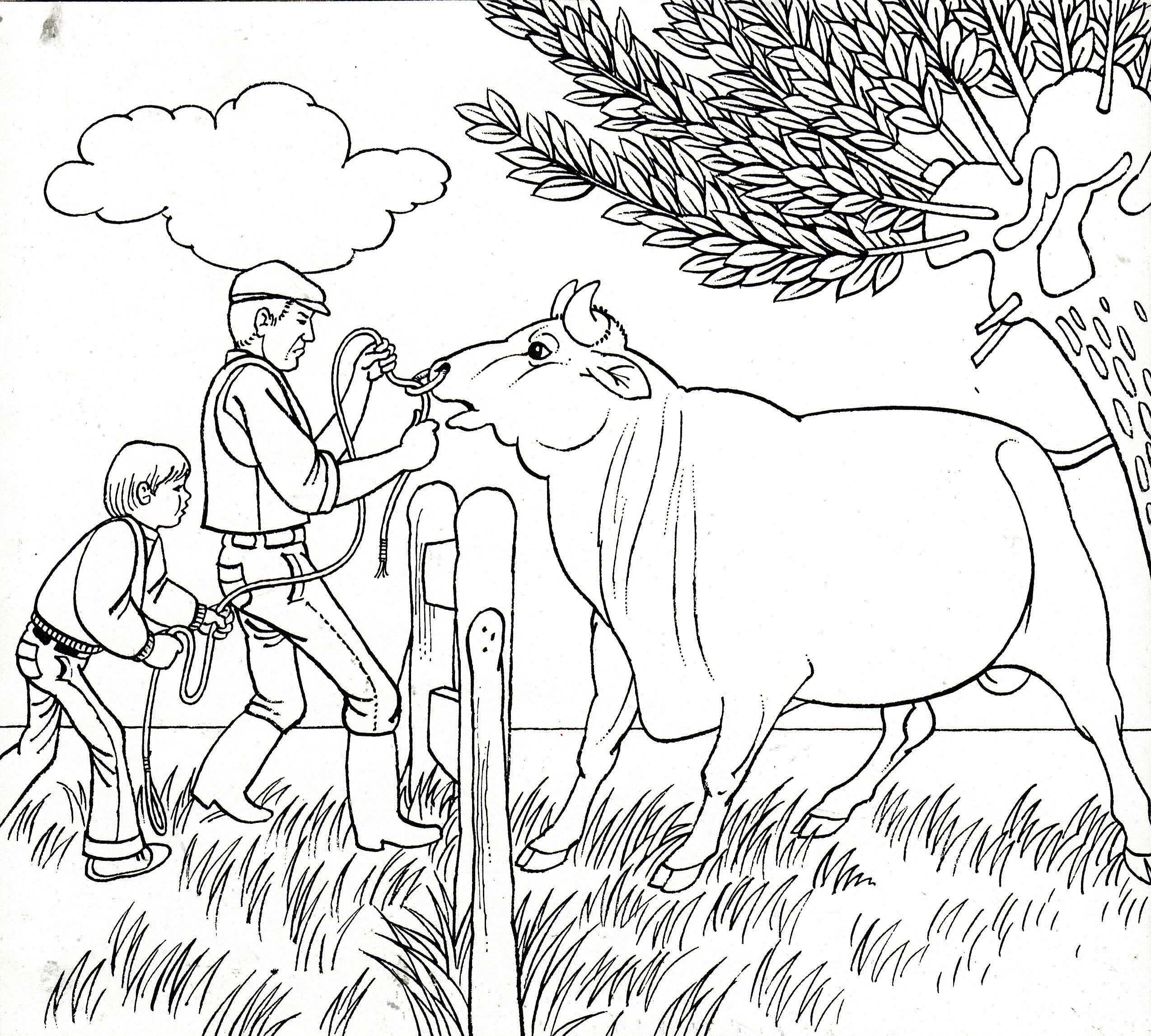 Stier Bull Coloring Pages Taurus Zodiac
