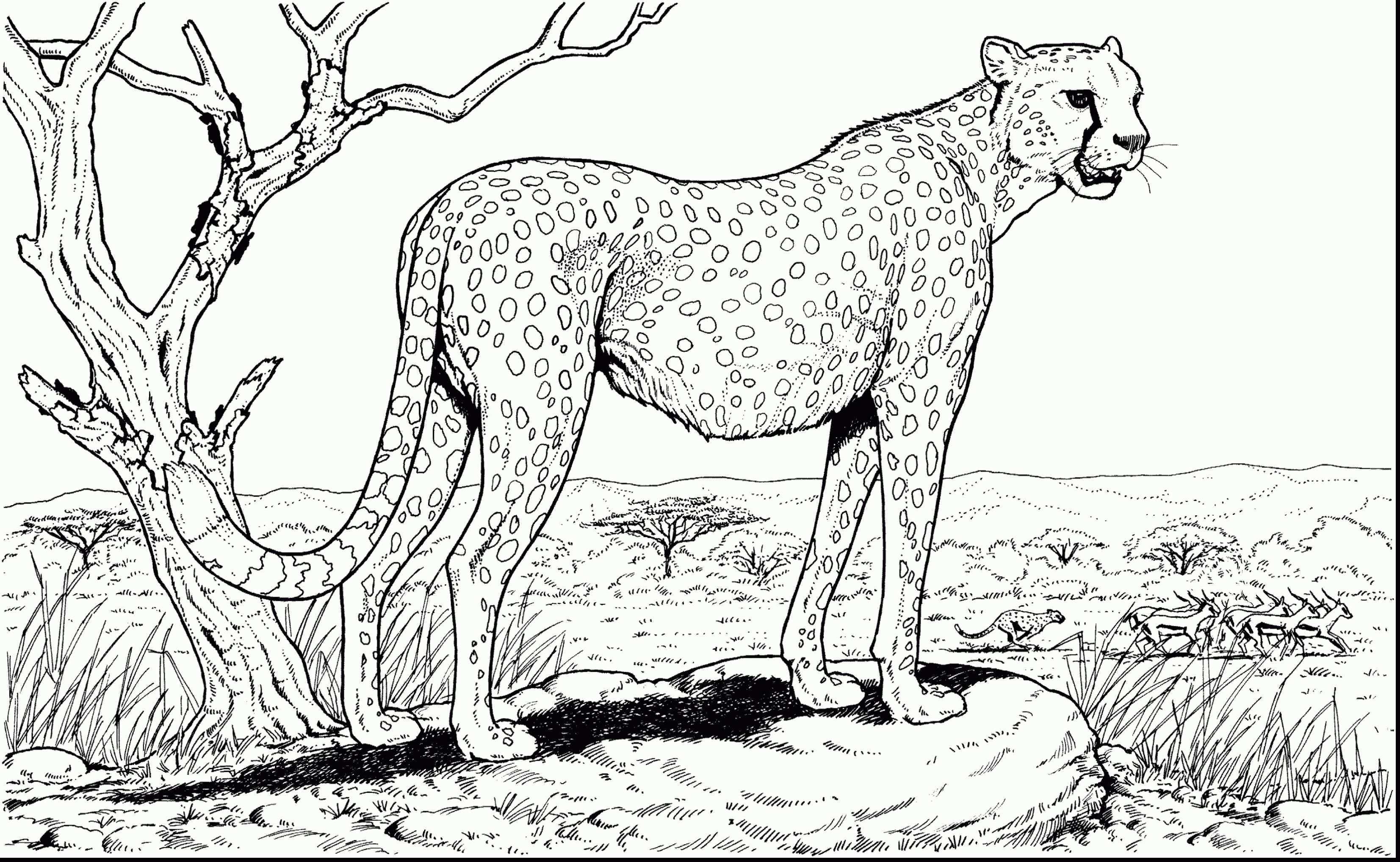 Cheetah Family Coloring Pages To Print Dieren Kleurplaten Kleurplaten Kleurplaten Voo