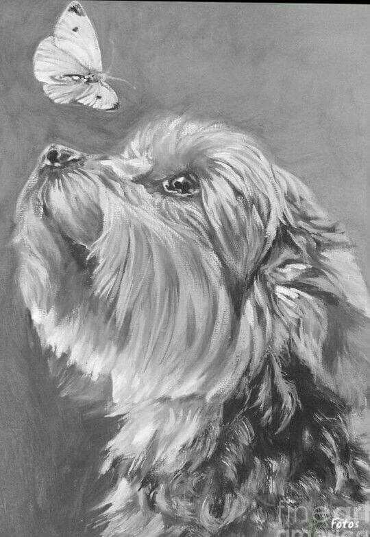 Pin By Deb Elliott On Dieren Kleurplaten Yorkie Painting Yorkshire Terrier Dog Yorkie