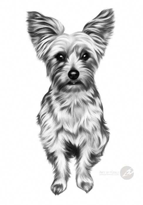 Coco Yorkshire Terrier Graphite Pencil Drawing By Kerli Toode Art By Kerli Yorkshiret