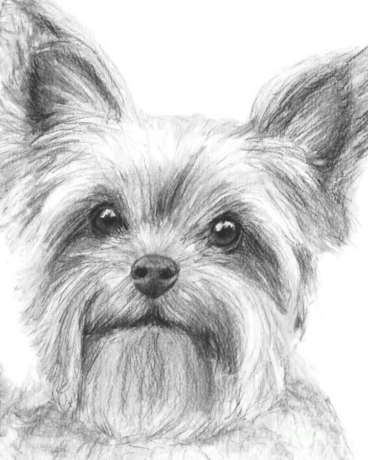 Yorkshire Terrier Drawing By Kate Sumners Yorkshire Terrier Yorkie Painting Dog Drawi